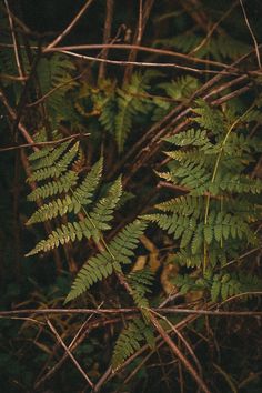 green leaves are growing on the branches of trees in the woods at night, with only one leaf visible