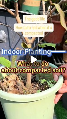 a person holding a potted plant with the words indoor planting what to do about compact soil?