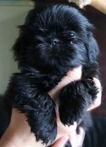 a small black puppy is being held in someone's hand