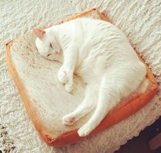 a white cat is sleeping on top of a piece of bread that has been made into a bed