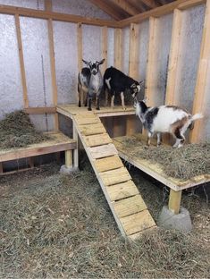 three goats are standing on wooden platforms in a barn with hay and wood flooring