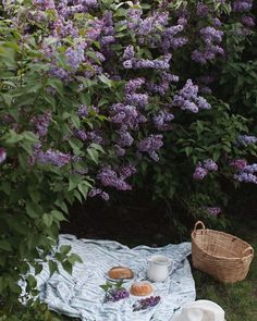 a picnic blanket and two cups on the ground in front of purple lilac flowers