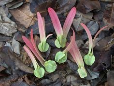 three pink and green flowers growing out of leaves on the ground in front of some rocks