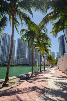 palm trees line the sidewalk next to a body of water with high rise buildings in the background