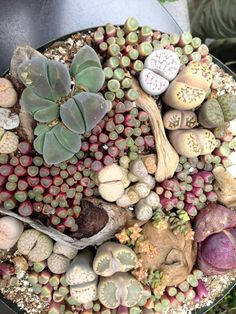 a potted plant with rocks and succulents in it's center