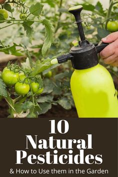 a person using a garden sprayer to remove pests from tomatoes and other plants