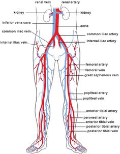 the major blood vessels are labeled in this diagram