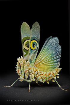 a close up of a insect on a black background