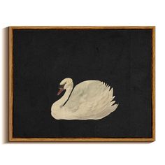 a white swan floating in the water on a black background framed art print by person