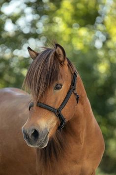 a brown horse standing next to a lush green tree filled forest on a sunny day