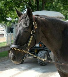 a horse tied up to a trailer in the street