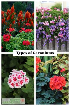 four different types of geraniums are shown in this collage with text overlay