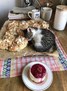 a cat laying on top of a wooden table next to a plate of food and drink