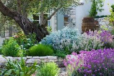 the garden is full of colorful flowers and plants, including an olive tree in the background