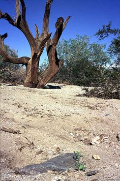 a tree that is standing in the dirt