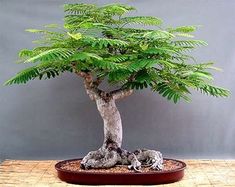 a small green tree sitting on top of a wooden table