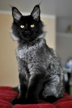 a black cat sitting on top of a red blanket looking at the camera with yellow eyes