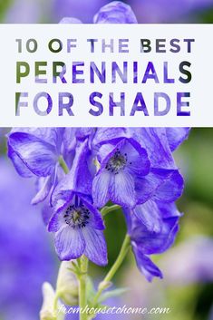 purple flowers with text overlay that reads 10 of the best perennials for shade