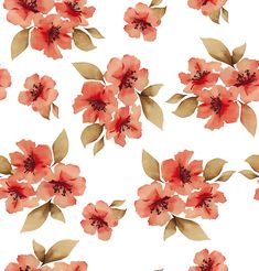 an image of red flowers on white background