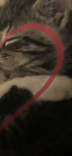 a close up of a cat laying on top of a bed with a red circle around it