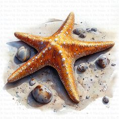 an orange starfish laying on top of some rocks and water droplets in the sand