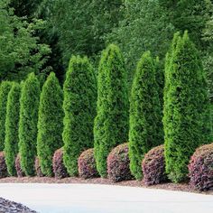 a row of green trees next to a sidewalk