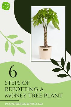 6 steps of repotting a Money Tree Plant Money Tree Plant, Chinese Money Plant, Money Tree, Nitty Gritty, Money Trees