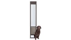 a brown dog sitting in front of a tall mirror