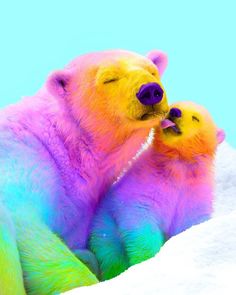 two polar bears that are laying down in the snow with their heads touching each other