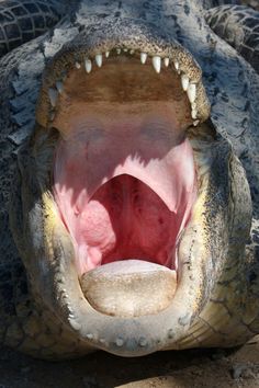 an alligator's mouth is open with it's teeth wide open and sharp