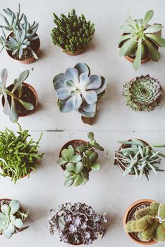 there are many different types of succulents in the pots