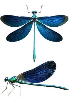 two blue dragonflies sitting on top of each other