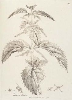 a drawing of a plant with leaves and other things on the bottom right side of it