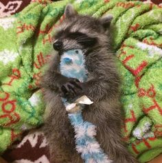 a baby raccoon is wrapped in a blanket