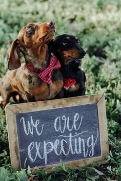 two dachshunds sitting on top of a sign that says we are expecting