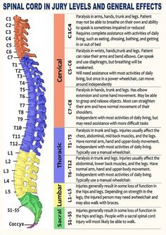 Prostate Health Men Spinal Cord Anatomy, Prostate Health Men, Nursing School Survival, Spine Health, Spine Surgery, Medical Anatomy, Anatomy Physiology, School Survival, Spinal Cord