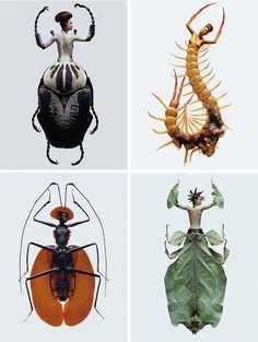 four different types of bugs and insects in three pictures, each with an insect's body