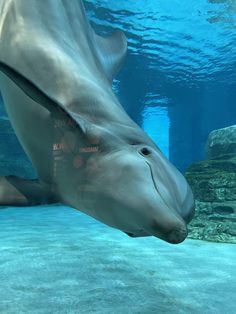 a dolphin swimming under water in an aquarium