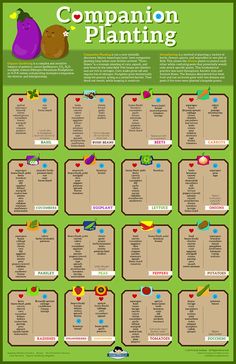 a poster showing the different types of plants and their names in english, spanish, and french