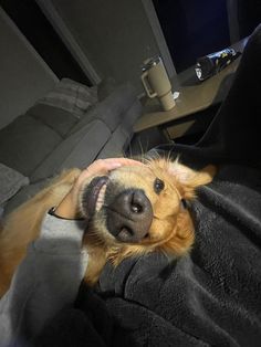 a dog laying on top of a person in a car