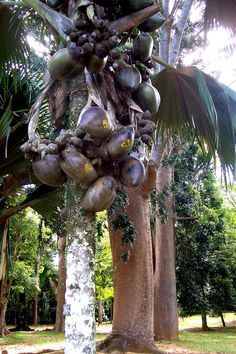 a bunch of fruit hanging from the side of a palm tree in a tropical park