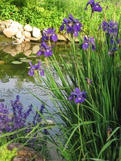 purple flowers are blooming in the water near some rocks and green grass, along with other plants