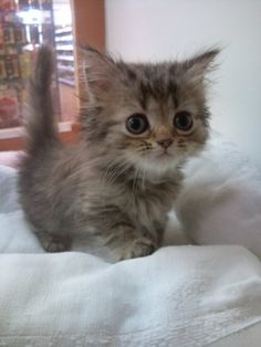 a small kitten sitting on top of a white blanket