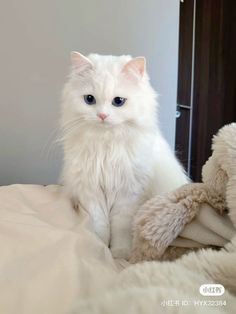 a white cat sitting on top of a bed next to a teddy bear