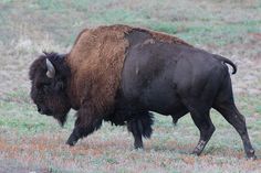 an adult bison is walking through the grass