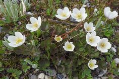 small white flowers growing in the grass near some rocks and plants with green leaves on them