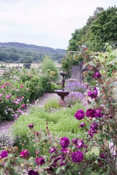 a garden filled with lots of purple flowers next to a lush green hillside covered in trees