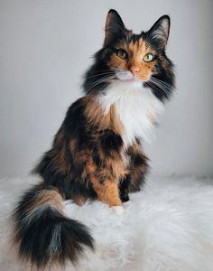 a calico cat sitting on top of a white fur covered floor