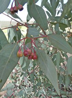 the fruit on the tree is ready to be picked