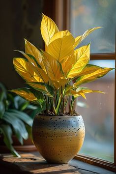 a potted plant sitting on top of a window sill next to a window